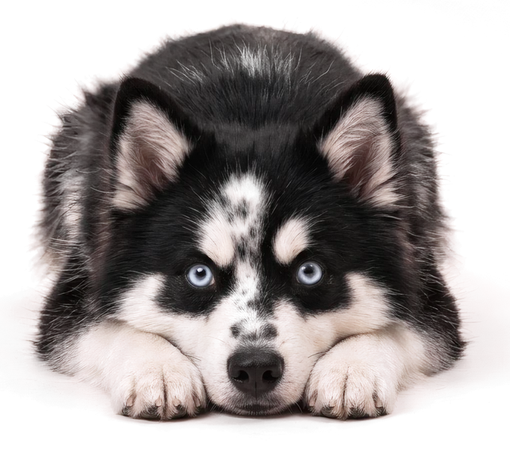 Kenai, la mascotte de SOLIS, couché au pied de votre diagnostic.