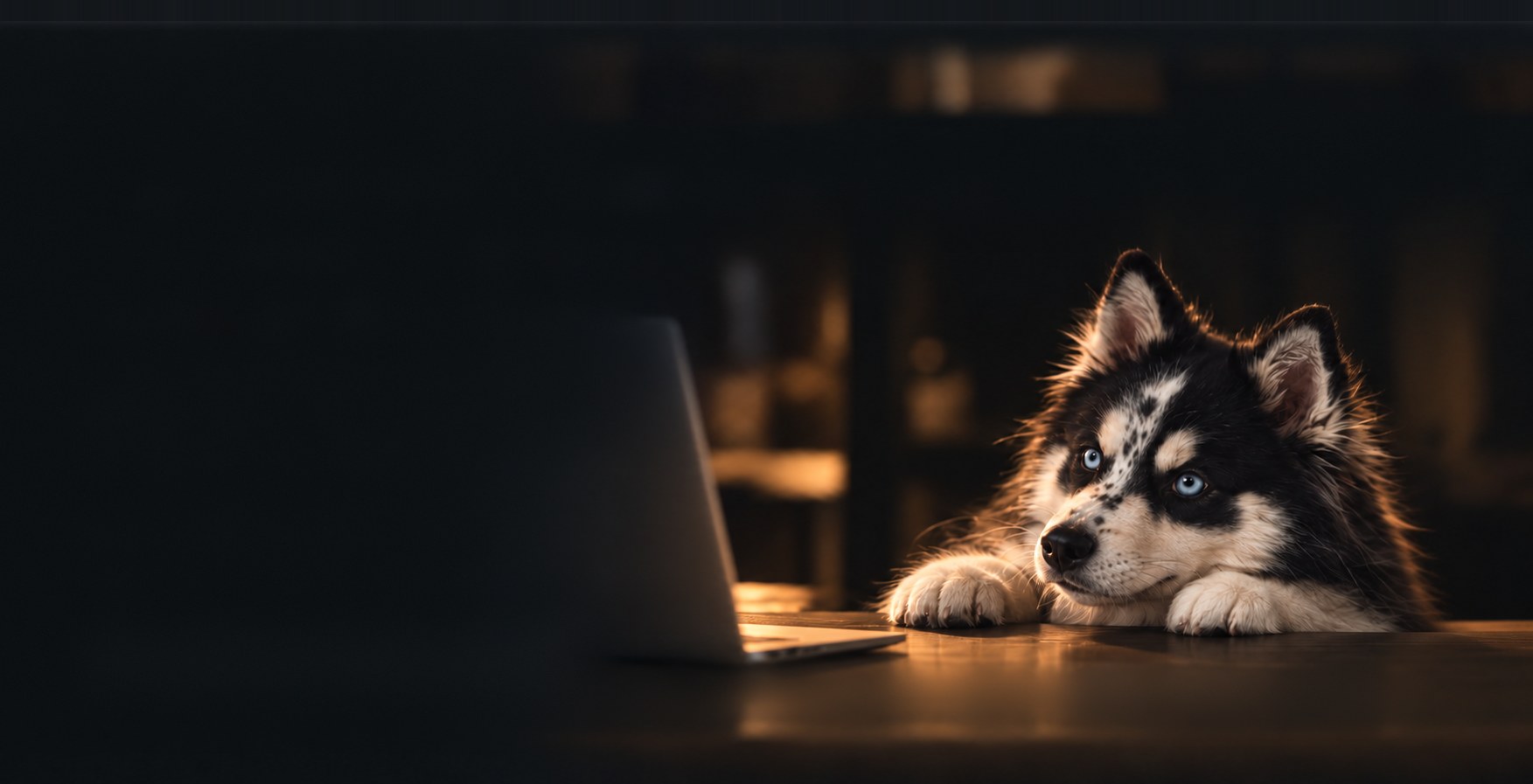 Kenai, la mascotte SOLIS, devant l’ordinateur, les pattes posées sur la table